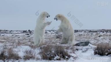 北极熊在雪地上玩